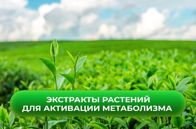 ТОП-5 экстрактов растений и их действие на метаболизм человека