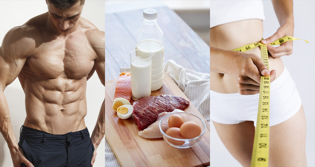 protein-for-slimness_500_2.jpg protein-for-slimness_500_2.jpg