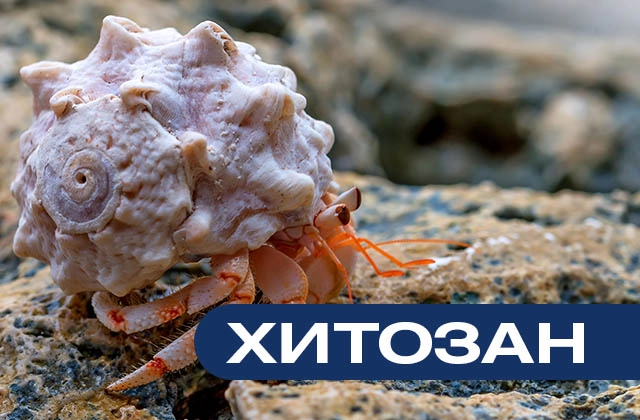 Хитозан