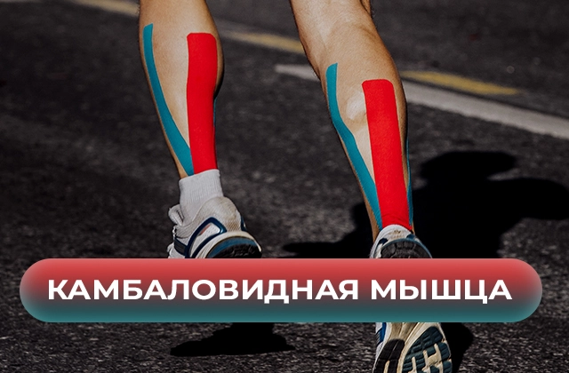 Камбаловидная мышца. Функции, причины ее болезненности и как с этим справиться